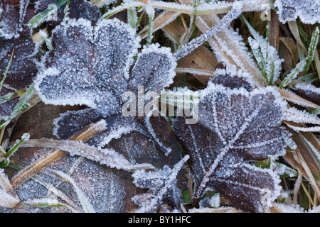 Am frühen Morgen Frost auf Blättern und Rasen-Victoria, British Columbia, Kanada. Stockfoto