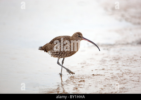 Brachvogel Numenius Arquata Fütterung im Winter Stockfoto