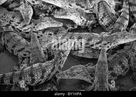 Namibia. Junge Krokodile auf einer Krokodilfarm. Stockfoto