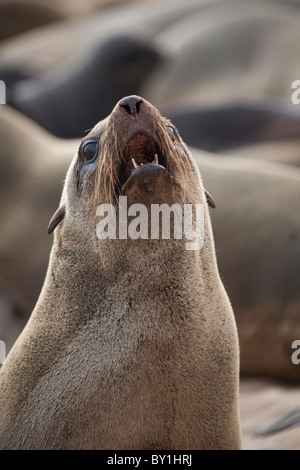 Namibia, ein Bellen Cape Seebär. Einer der eine Kolonie von Tausenden. Stockfoto