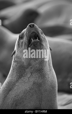 Namibia, ein Bellen Cape Seebär. Einer der eine Kolonie von Tausenden. Stockfoto
