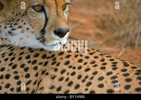 Nahaufnahme des Kopfes eines großen erwachsenen Geparden, Wüste Namib, Damaraland, Namibia Stockfoto