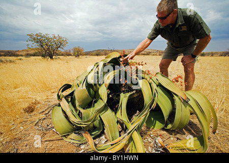 Namibia, Damaraland.  Welwitschia Mirabilis geprüft durch lokale Führer Faan Ooesthuizen (MR) Stockfoto