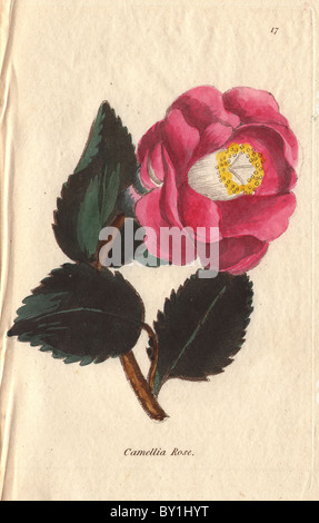 Rose, Kamelie, Camellia Japonica, purpurrote Blume mit dunkelgrünem Laub. Stockfoto