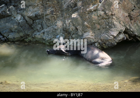 Wasserbüffel, die Abkühlung in einem Strom, Cebu Philippinen Stockfoto