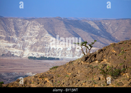 Oman, Salalah. Boswellia Baum auf der Straße zwischen Salalah und der Jemen-Grenze. Stockfoto