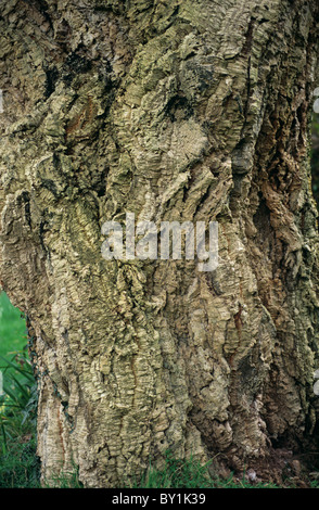 Kork-Eiche (Quercus Suber) Stamm und Rinde auf dem Baum Stockfoto