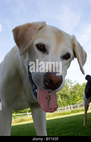 Gelben Labrador Retriever mit Rasen auf seiner Zunge. Stockfoto