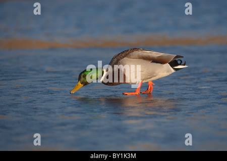 Stockente Anus Platyrhyncha Drake auf zugefrorenen Teich wandern Stockfoto