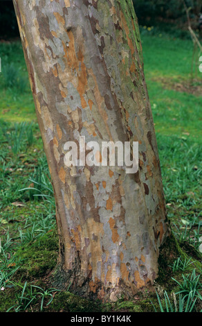 Zierbaum Stewartia Pseudocamellia gemusterte Rinde Stockfoto