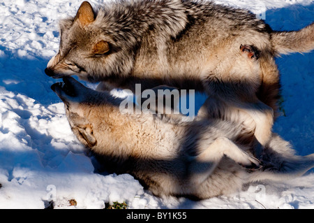 Zwei Holz-Wölfe kämpfen. Stockfoto