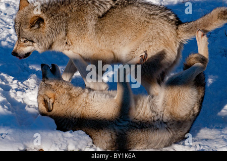 Zwei Holz-Wölfe kämpfen. Stockfoto