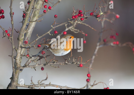 Robin Erithacus Rubecula im Schnee auf Weißdorn Zweig Stockfoto