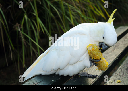 Ein Schwefel crested cockatoo Essen einen Maiskolben auf einem Campingplatz Tabelle Stockfoto