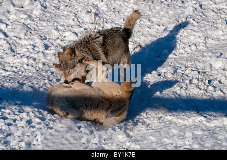 Zwei Holz-Wölfe kämpfen. Stockfoto