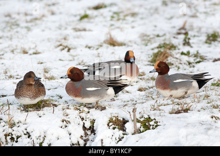 Pfeifente Anas penelope Herde füttern im Winter bei RSPB Reservat Titchwell Norfolk Stockfoto