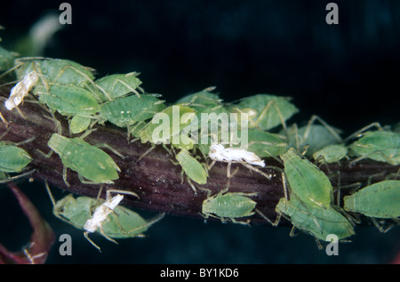 Sowthistle Blattläuse (Hypermyzus Lactucae) an Sowthistle Stiel Stockfoto