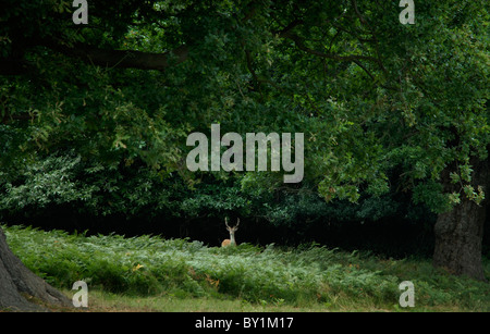 Rotwild und Eiche in Richmond Park, Greater London, England, UK Stockfoto
