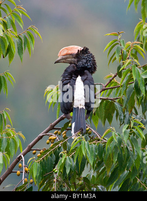 Eine silbrig-cheeked Hornbill im westlichen Bogen die Usambara-Berge in der Nähe von Lushoto. Stockfoto