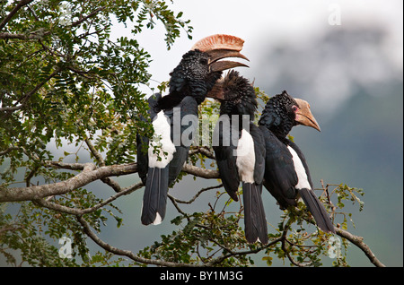 Silbrig-cheeked Nashornvögel im westlichen Bogen die Usambara-Berge in der Nähe von Lushoto. Stockfoto