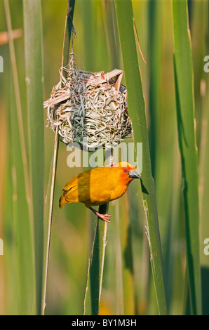 Eine afrikanische goldene Weaver in sein Nest in der Nähe von Soni im westlichen Bogen der Usambara Berge. Stockfoto