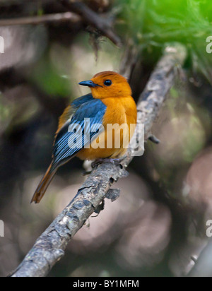 Ein rot-capped Robin-Chat im Selous Game Reserve. Stockfoto