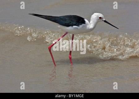 Ein Stelzenläufer ernährt sich im seichten Wasser des Flusses Rufiji im Selous Game Reserve. Stockfoto