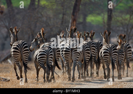 Eine Herde von gemeinsamen Zebras unterwegs im trockenen Buschland des Selous Game Reserve. Stockfoto