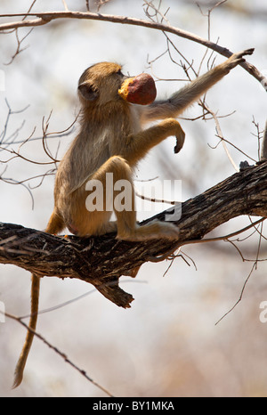 Eine Gelbe Pavian Essen eine große Palmenfrucht im Selous Game Reserve. Stockfoto