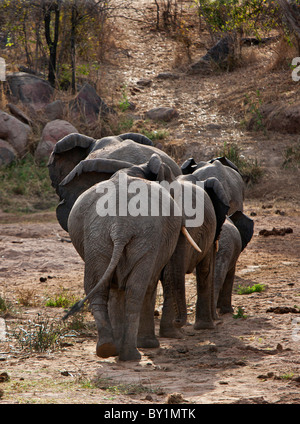 Eine kleine Herde von Elefanten verlässt ein ausgetrocknetes Flussbett in Ruaha Nationalpark auf einem klar definierten Elefanten Weg. Stockfoto