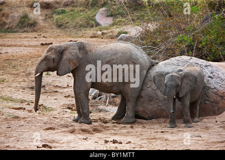 Elefanten reiben sich auf einem großen Felsbrocken in Ruaha-Nationalpark. Stockfoto