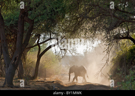 Ein Elefant Stäube selbst auf einer Strecke in Ruaha-Nationalpark. Stockfoto