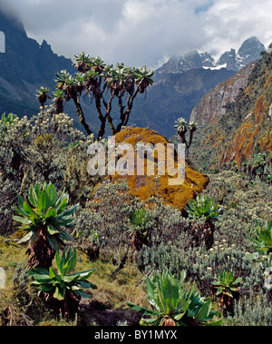 Auf einem hohen Berg-Pass in der Nähe von Lake fairerweise (12.900 Fuß), Baum Senecios oder riesige Groundsels, Strohblumen und Moos Stockfoto