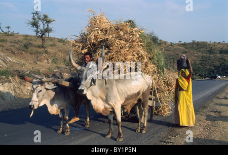 Ochsenkarren in der Nähe von Ranakpur (Rajasthan), Indien Stockfoto