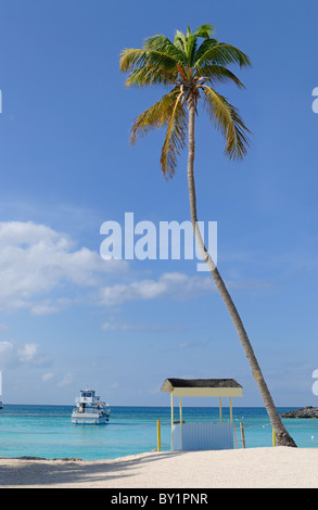 Palme auf einem tropischen Strand in der Karibik. Stockfoto