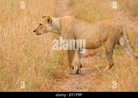 Löwe (Panthera Leo) - Löwin mit blutigen Gesicht und Blut auf der Straße nach Kill im Nairobi-Nationalpark in Kenia, Afrika Stockfoto