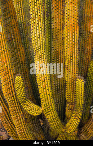 Organ Pipe Cactus (Stenocereus Thurberi) in der Wüste von Baja California, Mexiko. Stockfoto
