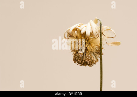 Sterbende Blume aus einer Gerbera Everlast White ("Amgerbwhi") Stockfoto
