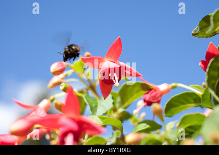 Biene auf der Flucht nach dem Trinken von einer Blume Stockfoto