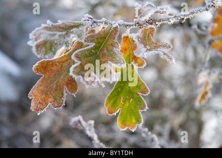 Eichenlaub (Quercus Robur) bereift auf einem Dezembermorgen. Stockfoto