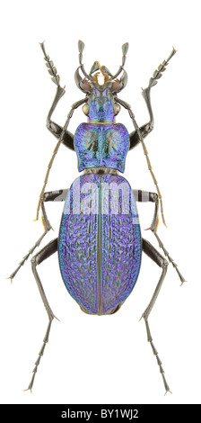 Carabus Intricatus isoliert auf einem weißen Hintergrund. Stockfoto