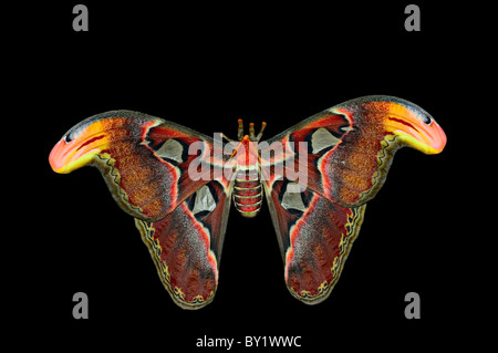 Riesen Atlas Moth (Attacus Atlas) auf schwarzem Hintergrund isoliert. Stockfoto