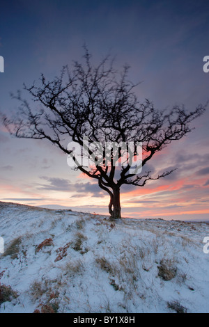 Einsamer Weißdorn Baum Silhouette gegen einen düsteren Sonnenuntergang Himmel im Schnee während des Winters auf Dartmoor Stockfoto