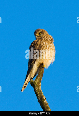 Porträt von einem Turmfalken saß an der Spitze eines Baumes Stockfoto