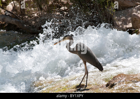 Ein Great Blue Heron, wissenschaftliche Namen ardea Herodias Fische in den Virgin River im Zion National Park in Utah. Stockfoto