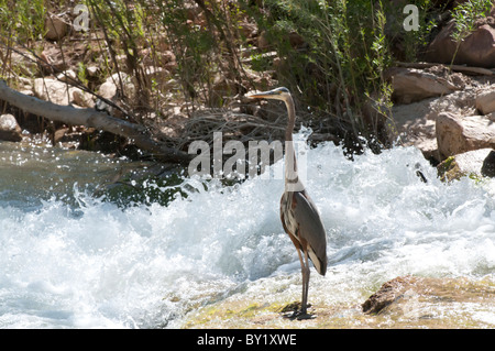 Ein Great Blue Heron, wissenschaftliche Namen ardea Herodias Fische in den Virgin River im Zion National Park in Utah. Stockfoto