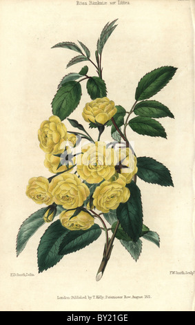 Viele kleine gelbe Rosen, Lady Banken rose, Rosa Banksiae var. Lutea. Stockfoto