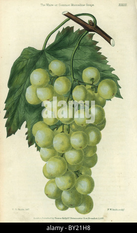 Grüne Trauben, Wein und Blatt weiß oder gemeinsame Muscadine Trauben, Vitis Rotundifolia. Stockfoto