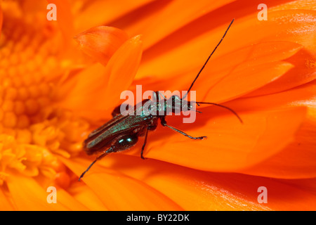 Dicken Beinen Blume Käfer (Oedemera Nobilis) auf einer Blume Orange Hawkbit Fütterung. Powys, Wales, UK. Stockfoto