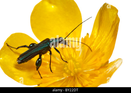 Dicken Beinen Blume Käfer (Oedemera Nobilis) Fütterung auf eine Butterblume Blume. Powys, Wales. Stockfoto